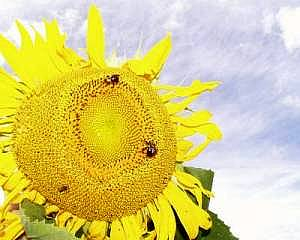 Two bees visit the sunflower