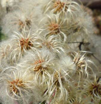 White Feather Flowers Blue Ridge Mountains