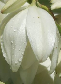 Cactus Flower