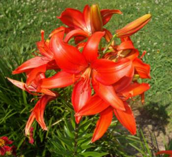 Orange Lily