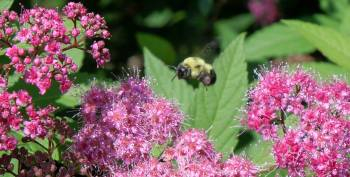 Bumble Bee Flowers