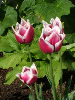 Pink & White Tulips