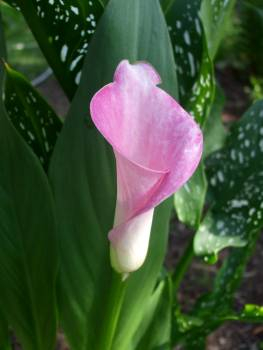 Calla Lily Flower