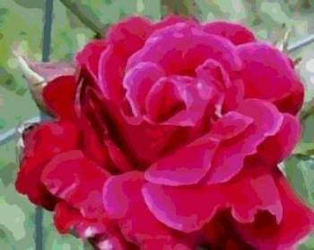 Red Rose Header