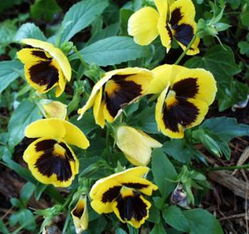 Yellow Pansy