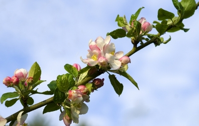 picture of Spring Blossom, made by Dan, available on freedigitalphoto's.net