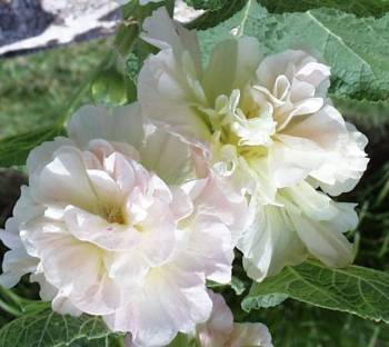 Double Hollyhocks