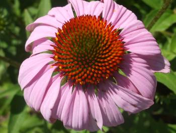 Echinacea Flower