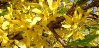 Forsythia Divider