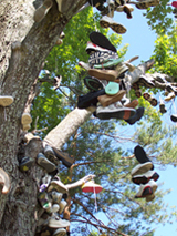 Shoe Tree in Kalkaska, Mi