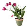Spring flowers to beautify my pages