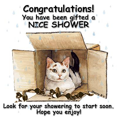 Cat in Box Nice Shower