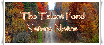 Talent Pond Nature Notes Image