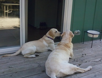 Our labradaughters