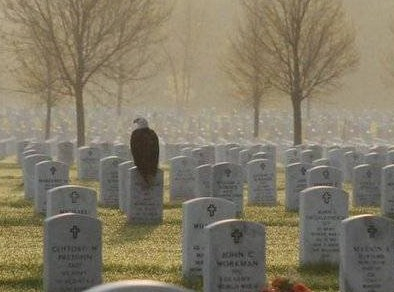 Eagle Mourning- Photo by David Hughes