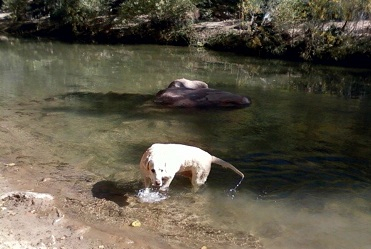 Kayla in the Virgin River, Zion NP, Utah