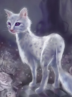 Wierd White Cat