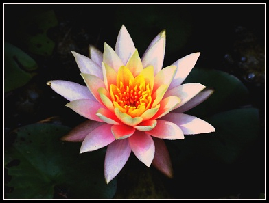 Digital painting of a pink water lily at night
