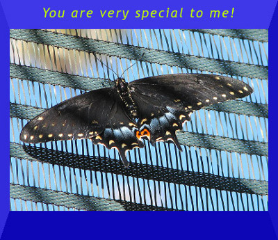 Special Butterfly image