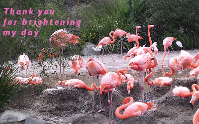 Brightening flamingos image