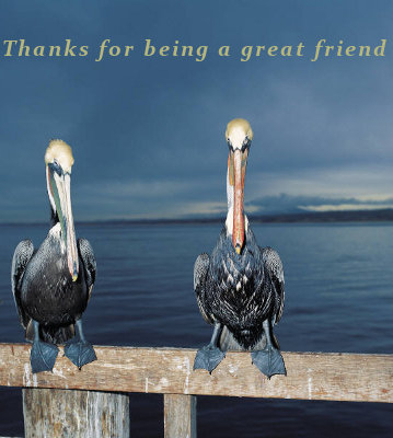 Stork friends image