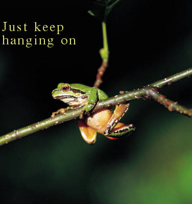 Hang in there frog image