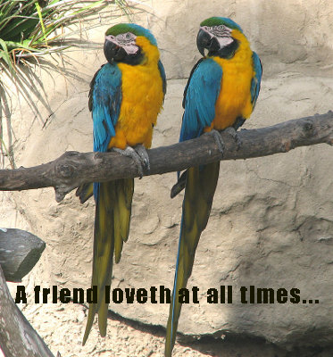 friends birds