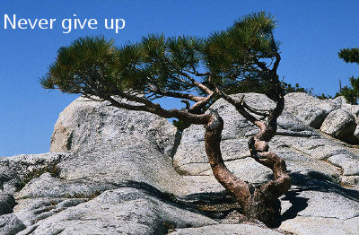 Never Give Up image
