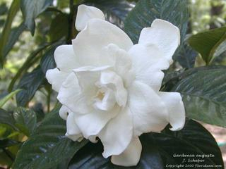 gardenia photo