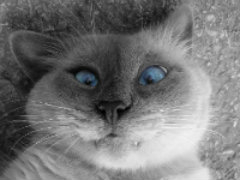 6/1/12 Prompt:Upside down cat