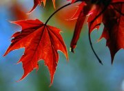 maple leaf