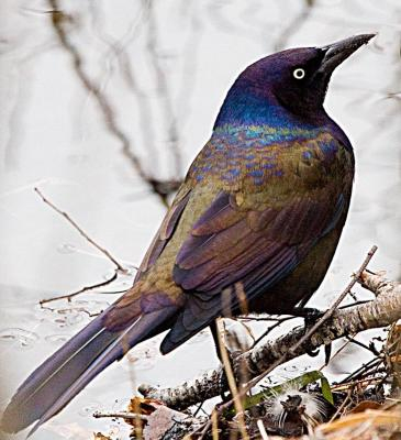 This bird loves to visit us and makes nest nearby. 