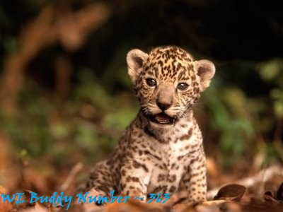 This is a jaguar kitten made by a dear friend of mine.