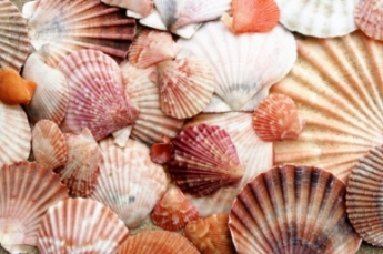 Images of Scallops