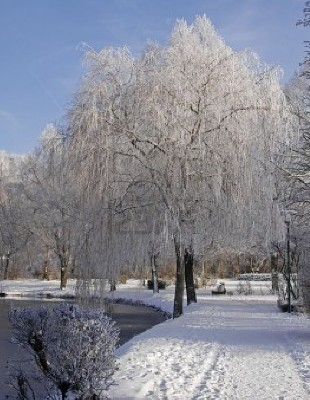  A willow tree--Winter in Lower Saxony, Germany