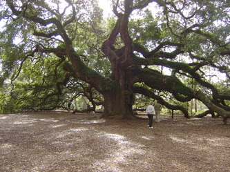 Angel Oak tree on Johns Island, SC, with permission from AngelOak.com