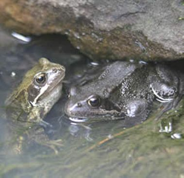 Frog and toad image for my story.