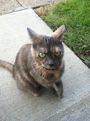 My wonderful cat, Precious, sitting on the front walk.