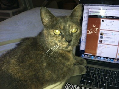 My cat, Precious, helping me tweet.