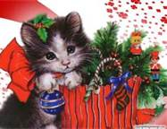 this is a cute little kitten