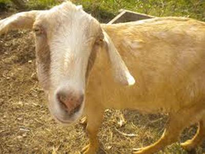 A goat image for my story, "Saving Jasmine"