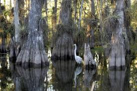 I used this image for my story, "Hiking the Everyglades Trail"