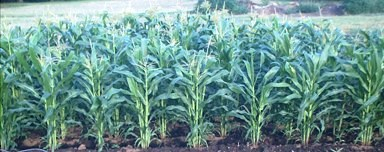 Corn Banner