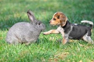 I love this bunny and dog image and put it in one of my stories