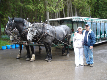 Horses on the island