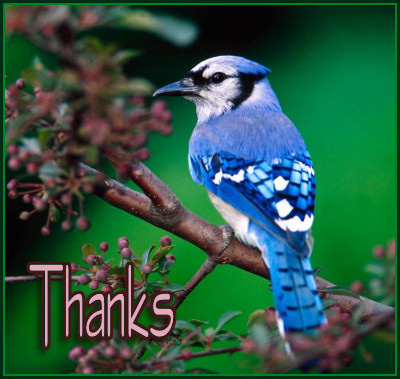 A colorful Blue Bird 'Thank You'