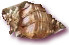 Pretty shell