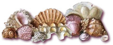 shell divider for activities