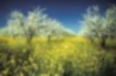 Almond orchards are productive, and trees bloom as early as February each year.