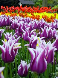 Tulips at the Keukenhof